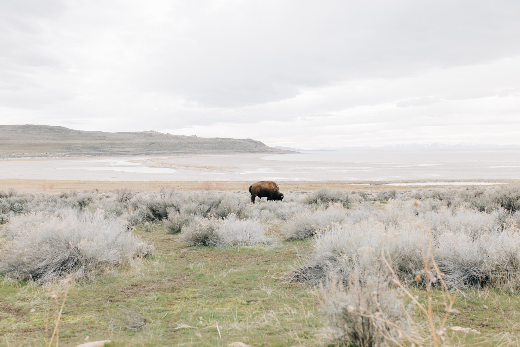 Antelope Island bison